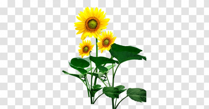 Common Sunflower Wallpaper - Yellow Transparent PNG