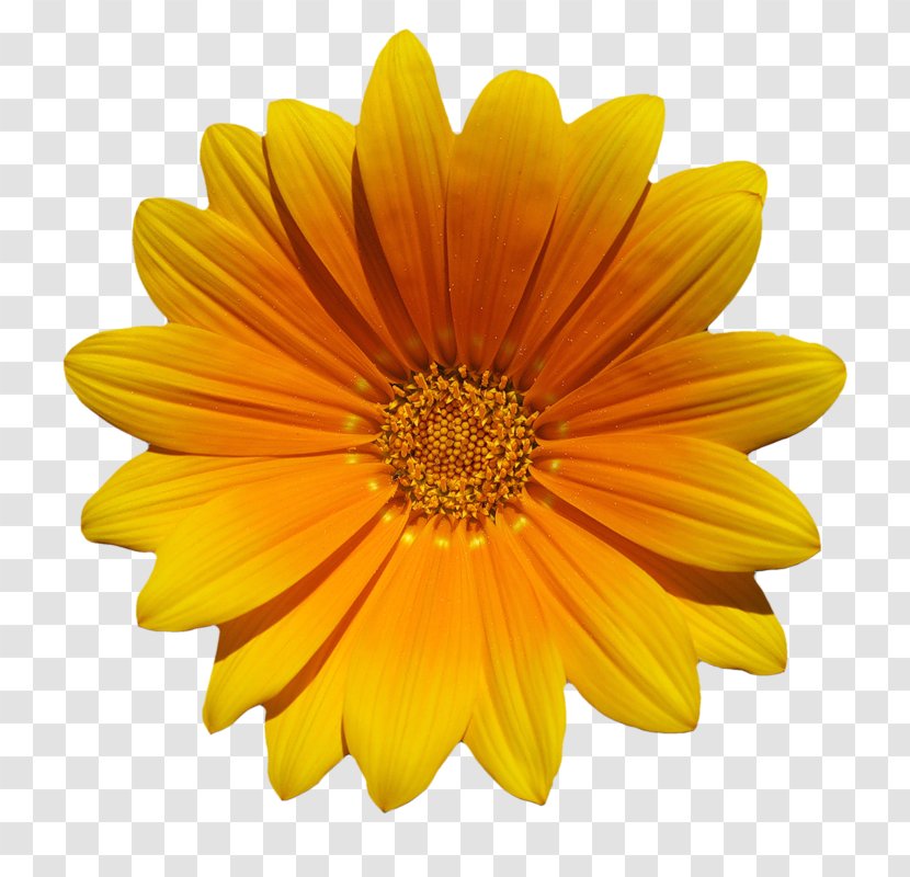 Flower Download Common Daisy Transparent PNG