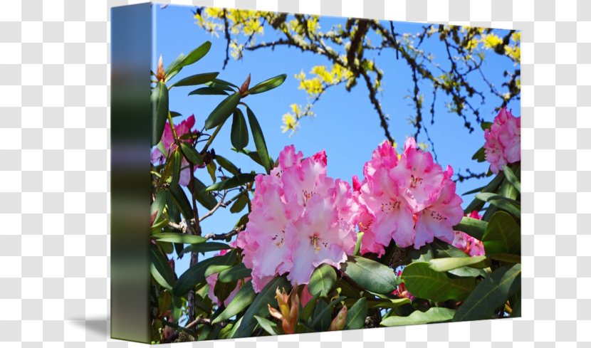 Azalea Cherry Blossom Pink M ST.AU.150 MIN.V.UNC.NR AD - Branch - Flower Watercolor Transparent PNG