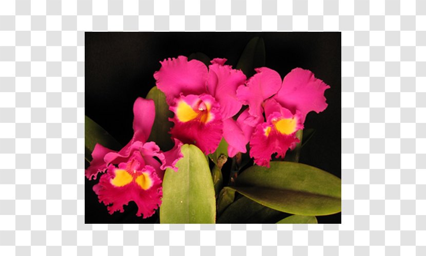 Christmas Orchid Cattleya Percivaliana Moth Orchids Pink M - Leaves Transparent PNG