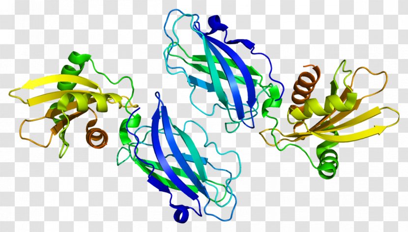 AP2B1 AP2 Adaptor Complex Clathrin Protein AP1M2 - Silhouette - Planar Virus Cell Bodies Transparent PNG