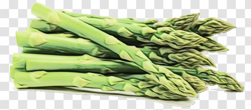 Asparagus Vegetable Plant Food Celtuce - Watercolor - Superfood Leaf Transparent PNG