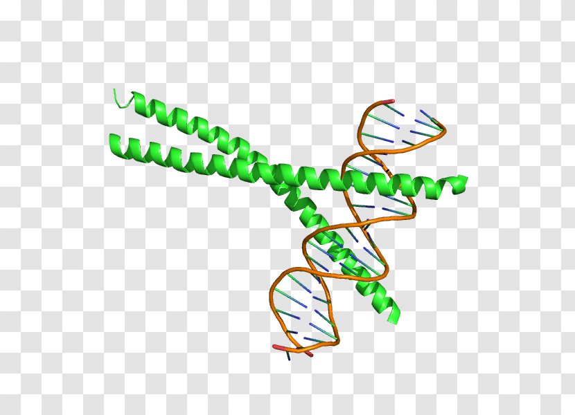 Ccaat-enhancer-binding Proteins BZIP Domain CEBPA Transcription Factor - Bzip Transparent PNG