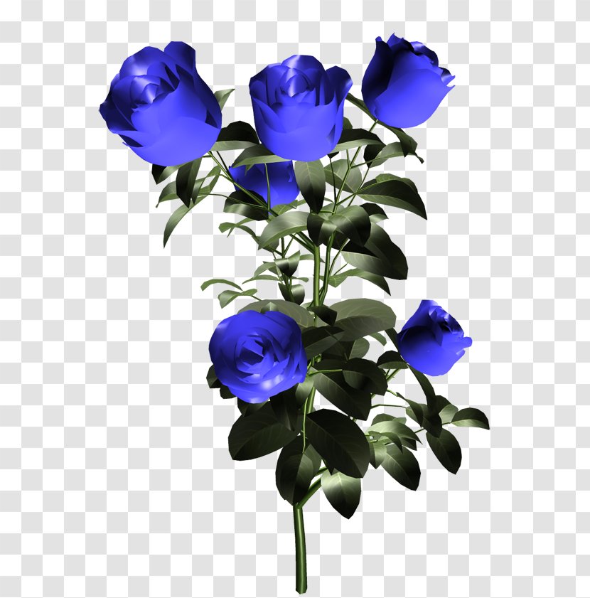 Blue Rose Garden Roses Flower - Cobalt - Imported Transparent PNG