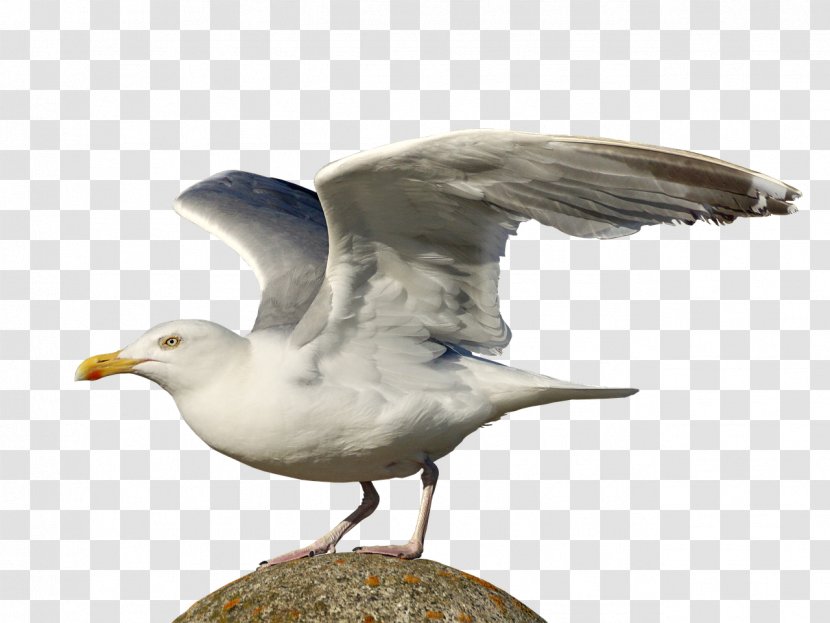 Gulls European Herring Gull Seabird - Charadriiformes Transparent PNG