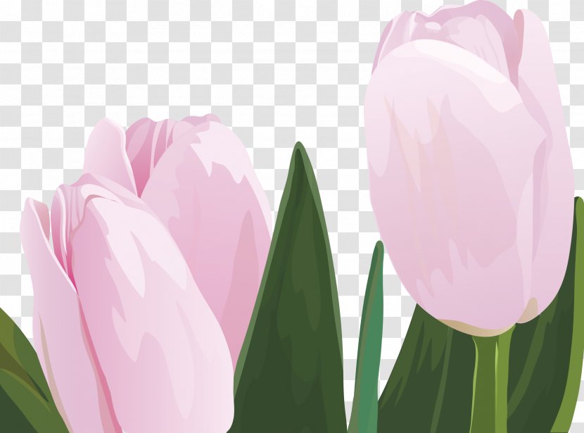 Tulip Flower Graphic Design - Designer Transparent PNG