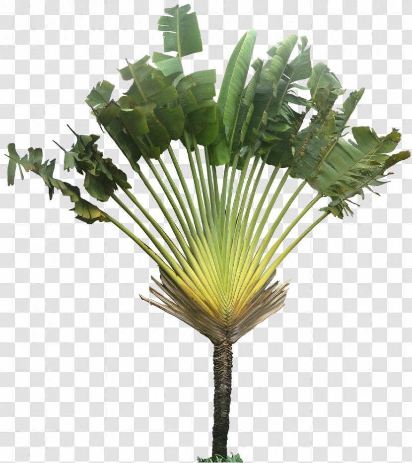 Tree Ravenala Arecaceae Plant - Borassus Flabellifer - Tropical Transparent PNG