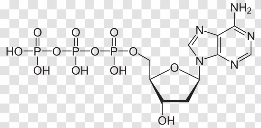 Nicotinamide Adenine Dinucleotide Phosphate Molecule Adenosine Triphosphate - Rectangle - Consulier Gtp Transparent PNG