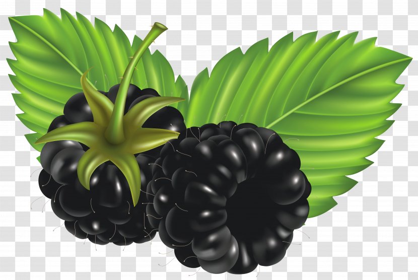 Blackberry Clip Art - Bramble - Blackberries Vector Clipart Image Transparent PNG