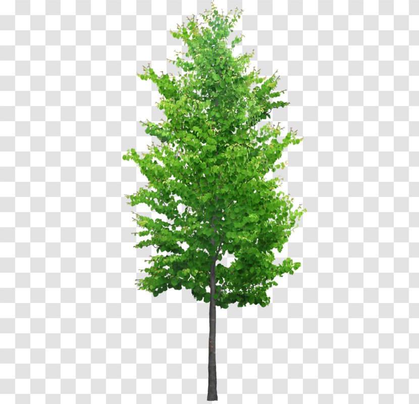 Tree Stock Photography Royalty-free - Conifer - Ginkgo-biloba Transparent PNG