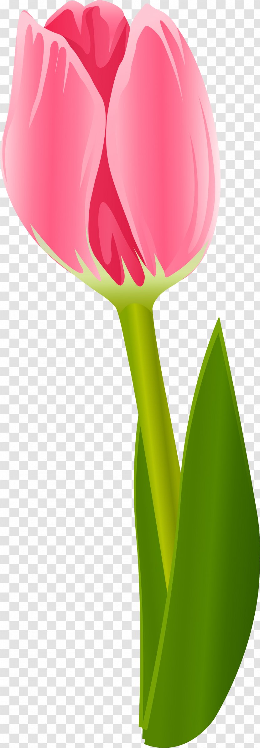 Flowering Plant Tulip Liliaceae - Lilium Transparent PNG