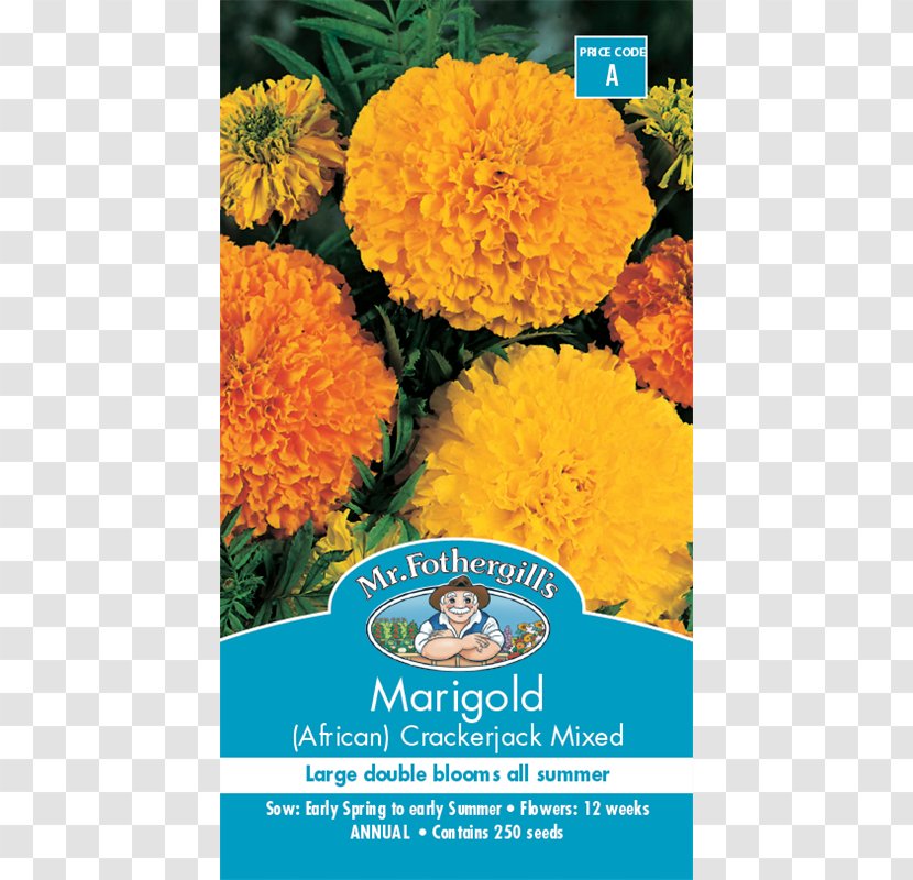 Mexican Marigold Seed Flower Calendula Officinalis Crop - Impatiens Transparent PNG