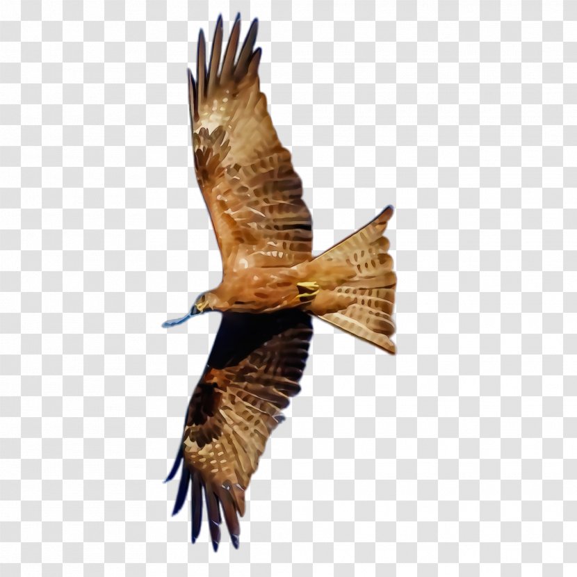 Bird Of Prey Kite Hawk Eagle - Accipitridae - Northern Harrier Falcon Transparent PNG