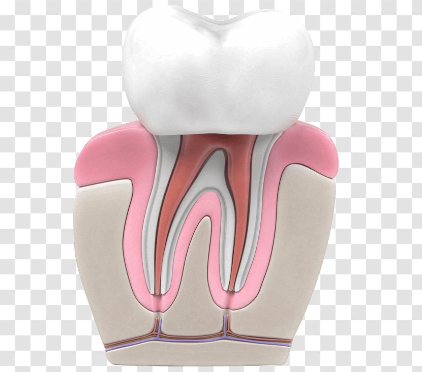 Tooth Endodontic Therapy Dentistry Endodontics - Flower - Root Canal Transparent PNG