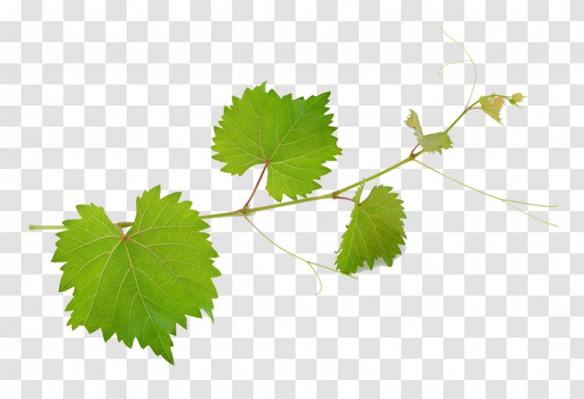 Common Grape Vine Wine Mirto Leaves - Picture Material Transparent PNG