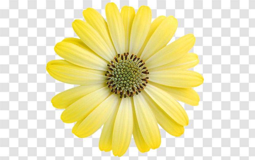 Common Daisy Transvaal Yellow Royalty-free - Annual Plant - Red Transparent PNG