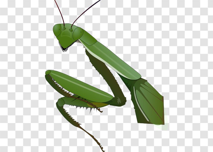 Insect Mantis Drawing Clip Art - Cliparts Transparent PNG