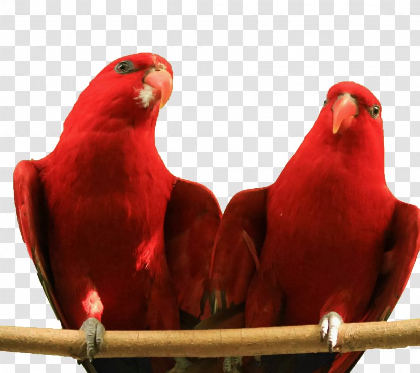 Parrot Lovebird Red Lories And Lorikeets Parakeet - Two Parrots Transparent PNG