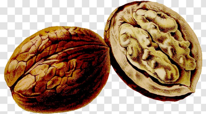 Walnut Juglans Thumbnail Drawing Pomological Watercolor Collection - Commodity - Delicious Transparent PNG