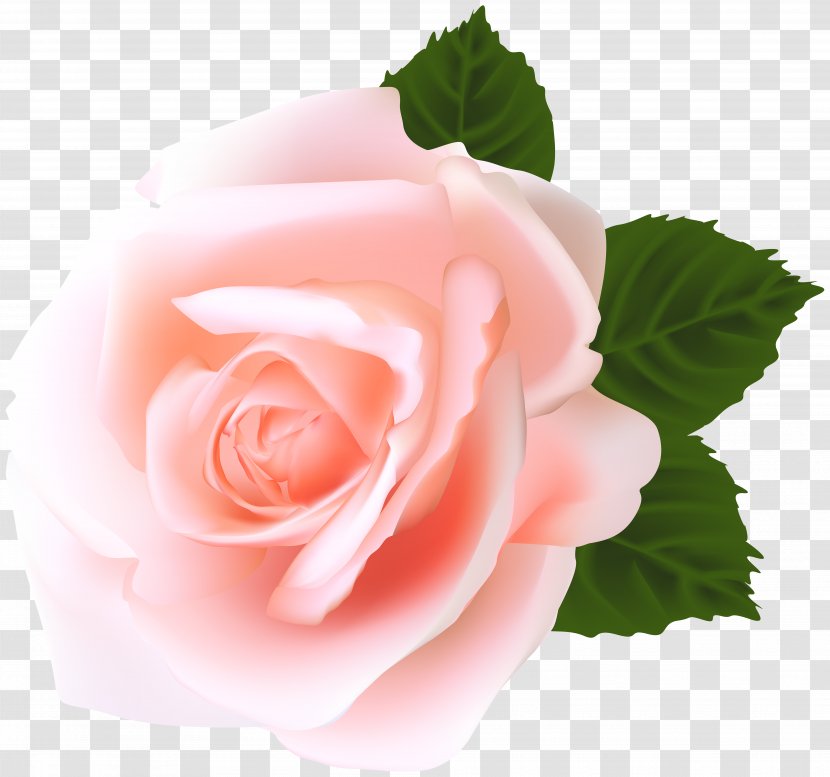Garden Roses Centifolia Pink Clip Art - Rose Order Transparent PNG