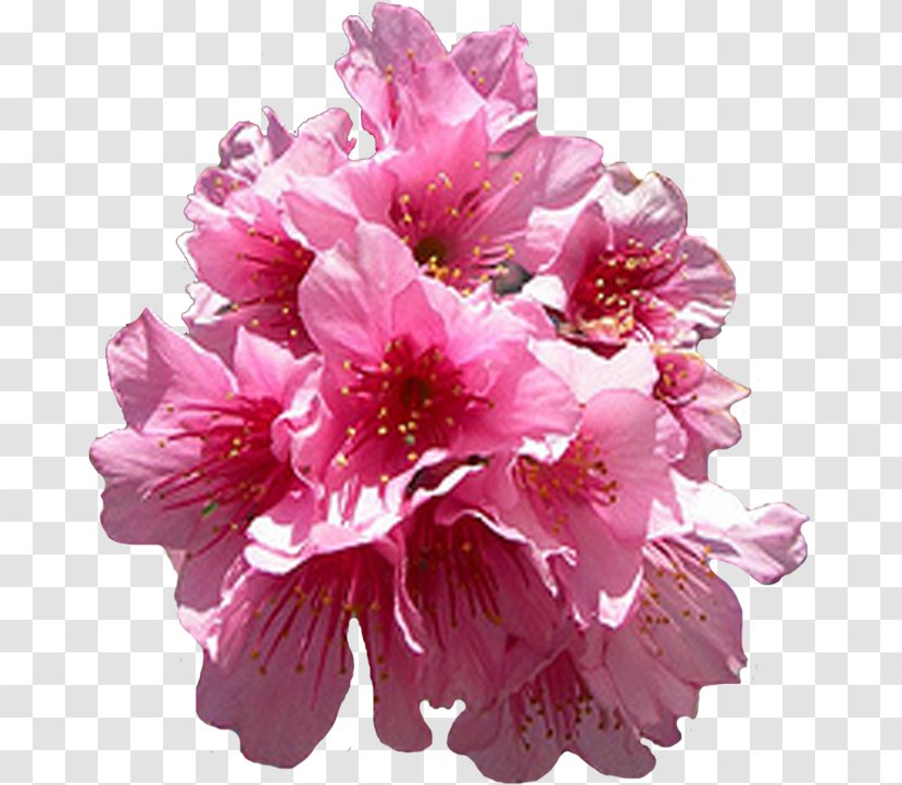 Flower Garden Roses Clip Art - Rhododendron Transparent PNG