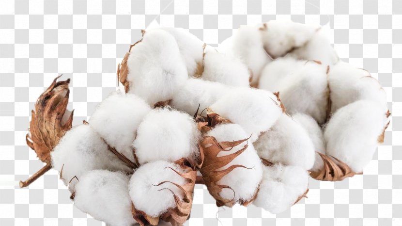 Cotton Fiber Candle Wick Agriculture Paper - Branches Transparent PNG