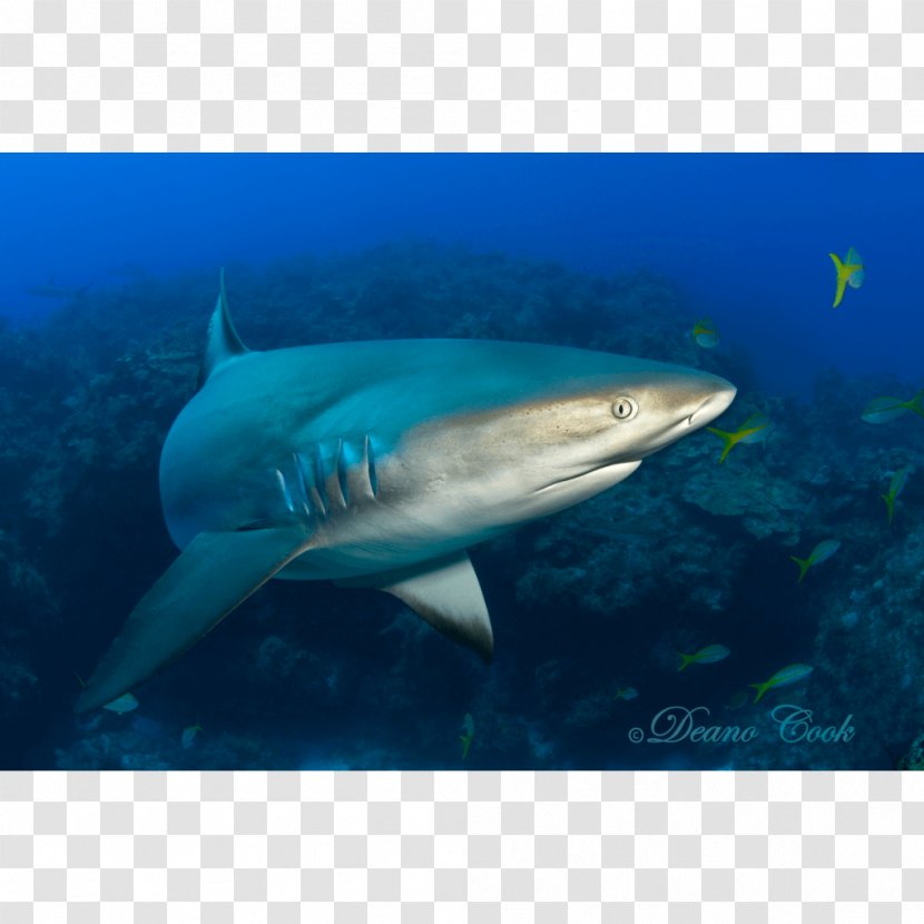 Tiger Shark Great White Water Lamnidae - Biology Transparent PNG