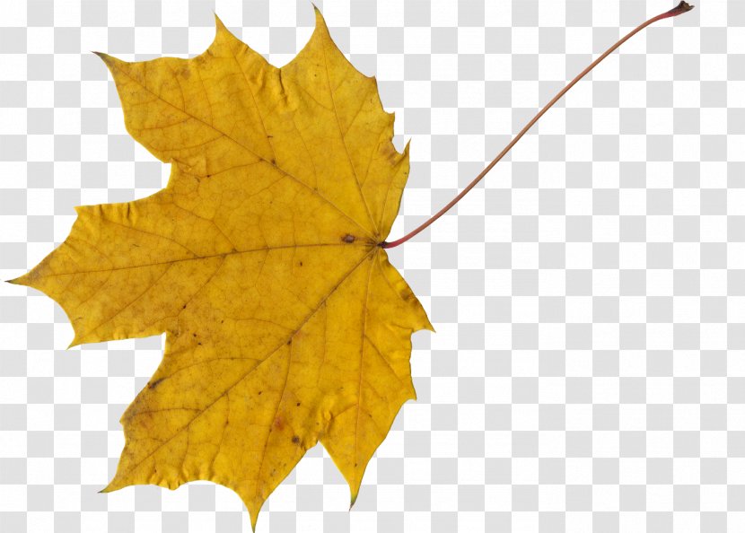 Canada Maple Leaf - Plane Tree Family Transparent PNG