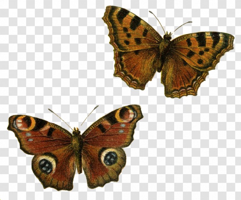 Happiness Is As A Butterfly Which, When Pursued, Always Beyond Our Grasp, But Which If You Will Sit Down Quietly, May Alight Upon You. Color Clip Art - Animal - Buterfly Transparent PNG