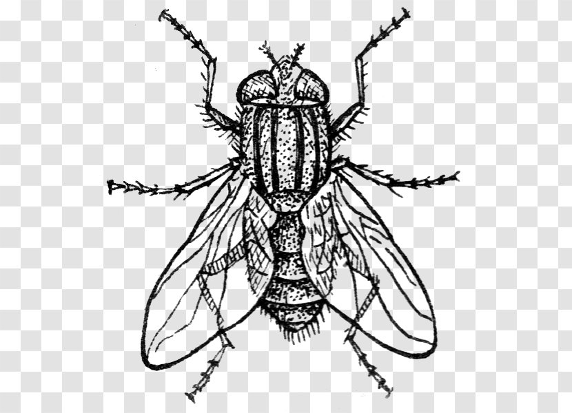 Insect Drawing Housefly Transparent PNG