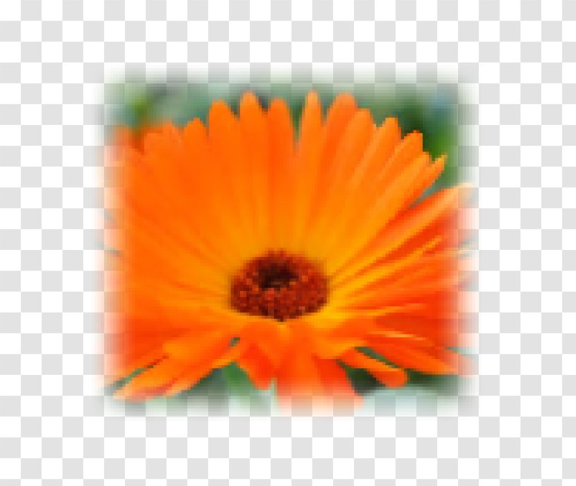 Transvaal Daisy Close-up Marigolds - Calendula Watercolor Transparent PNG