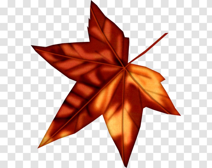 Maple Leaf Photography Paper - Tree Transparent PNG