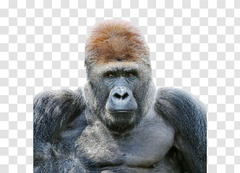 Gorilla Portrait Photography Wildlife - Catch Light - Serious Adult Male Orangutan Transparent PNG