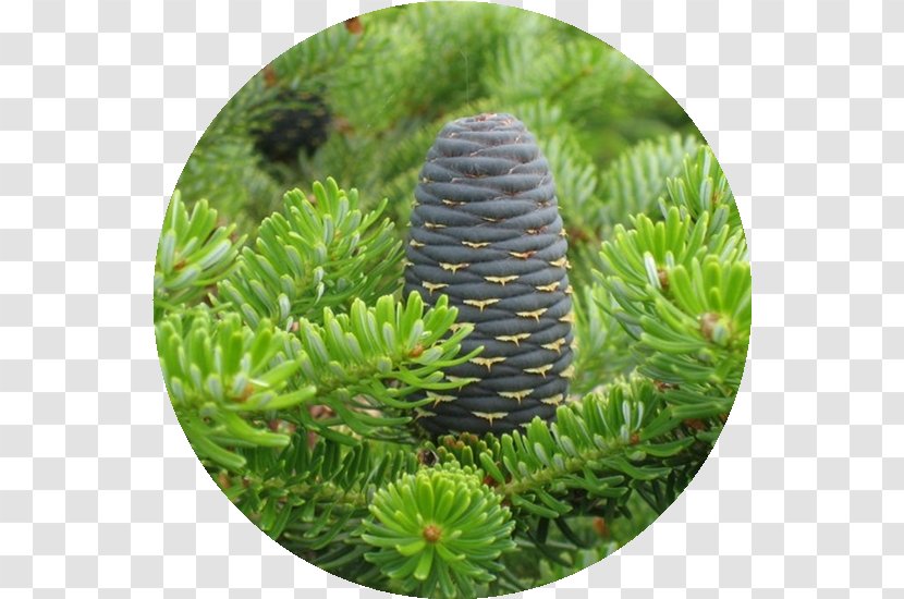 Korean Fir Abies Sibirica Tree Conifers Plants - Christmas Ornament Transparent PNG
