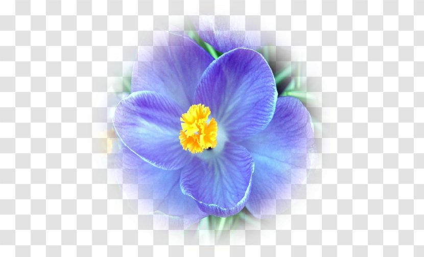 Crocus Herbaceous Plant - Flowering Transparent PNG