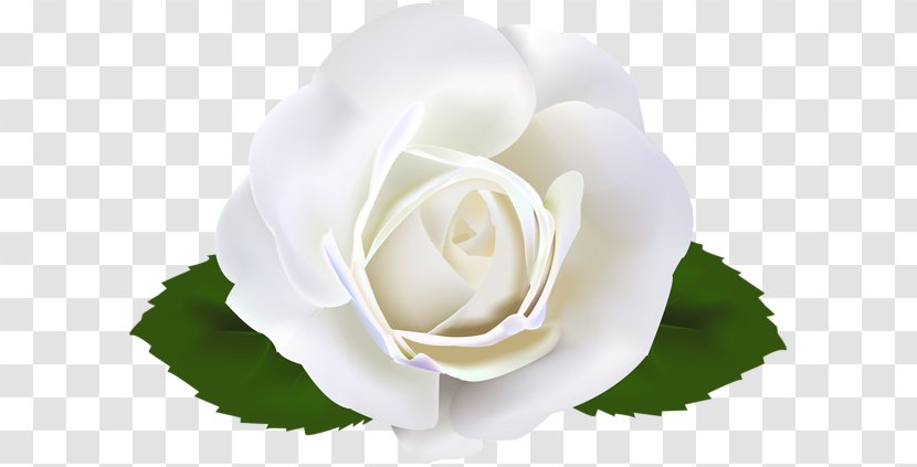 Garden Roses Clip Art - White Transparent PNG