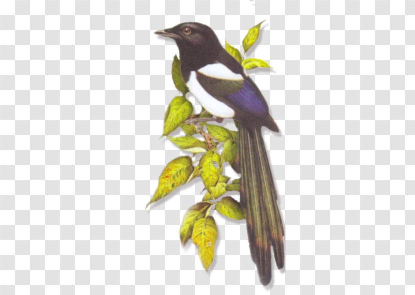 Bird Eurasian Magpie Image Vector Graphics - Crows Transparent PNG