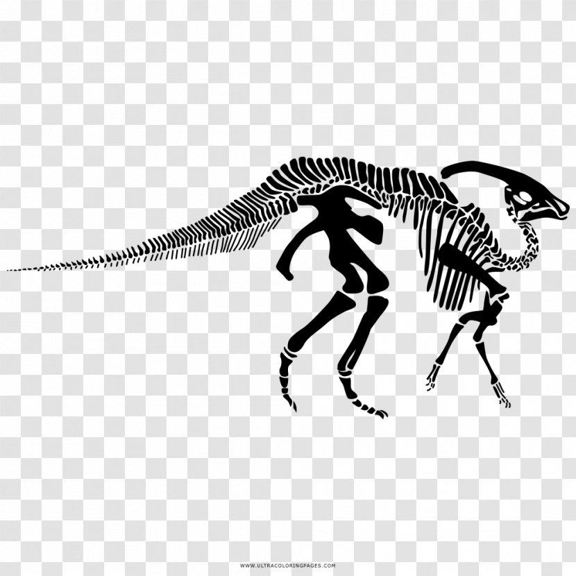 Parasaurolophus Human Skeleton Tyrannosaurus Velociraptor - Diplodocus Transparent PNG