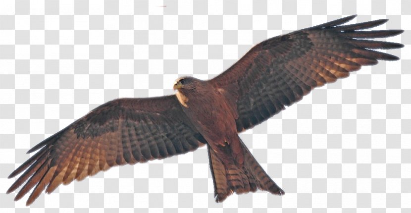 Bird Eagle Painting Photography Buzzard - Hawk Transparent PNG