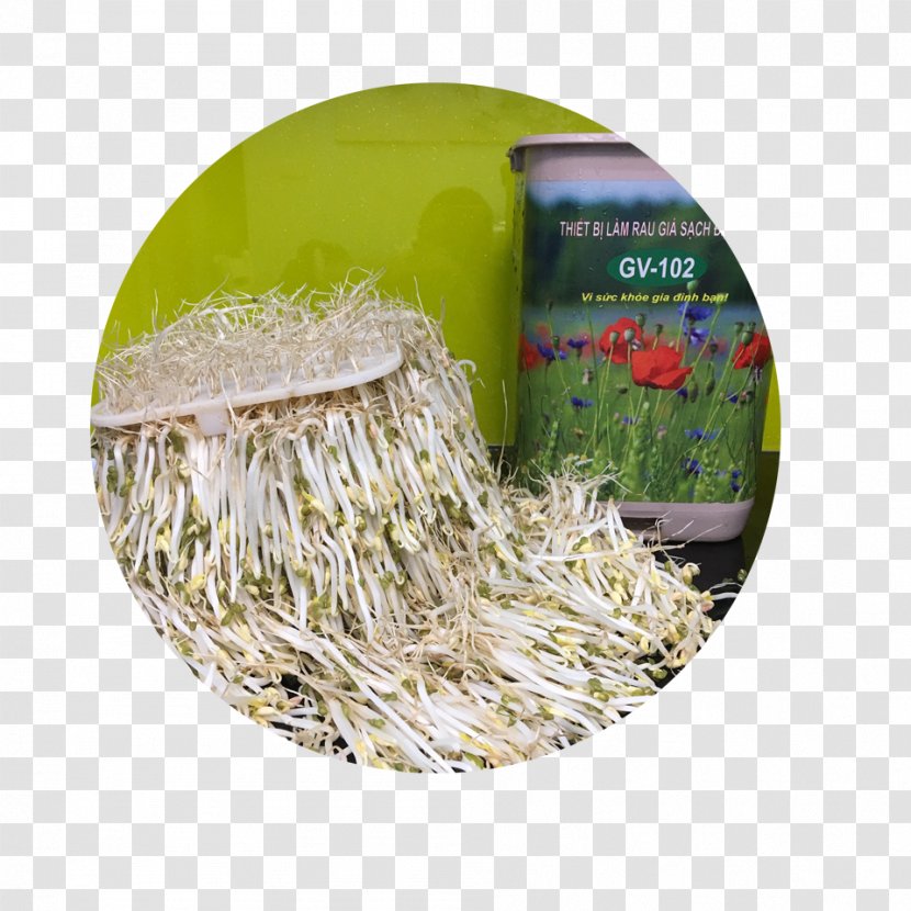 Bean Sprout Ngọc Chung Sprouting Commodity - Gv Transparent PNG