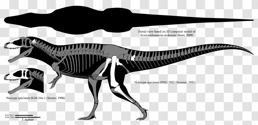 Carcharodontosaurus Mapusaurus Spinosaurus Giganotosaurus Acrocanthosaurus - Monochrome Photography - Dinosaur Transparent PNG
