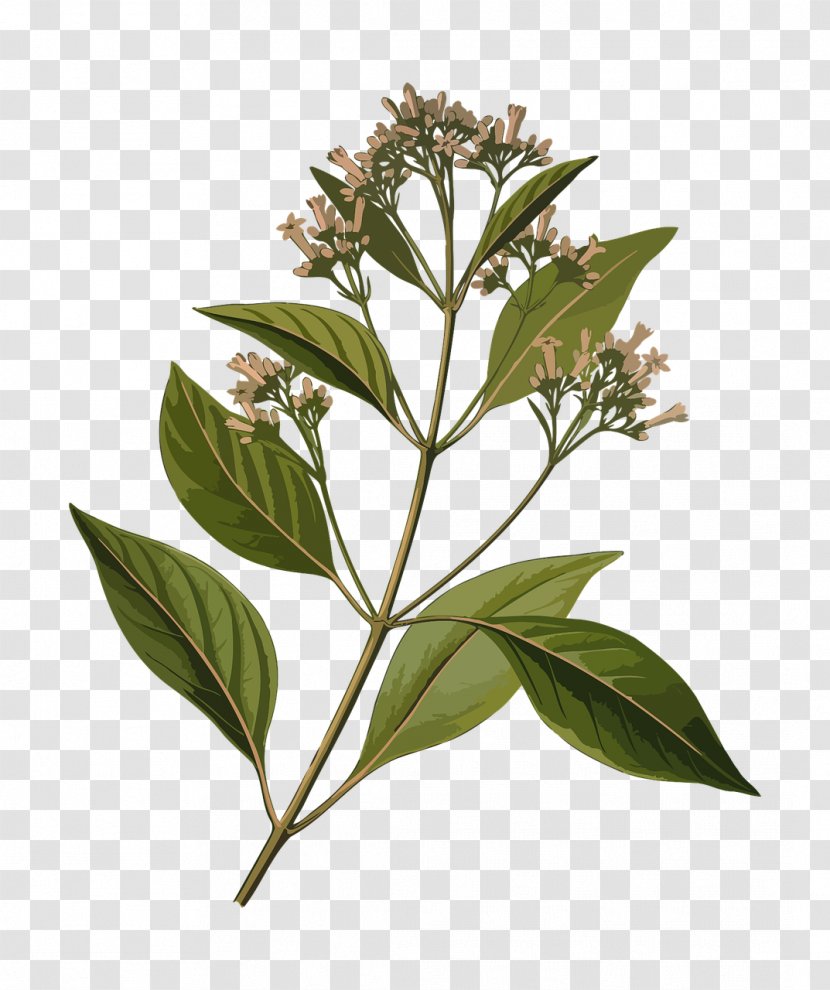 Cinchona Officinalis Pubescens Bark Herbalism Quinine - Plant Transparent PNG
