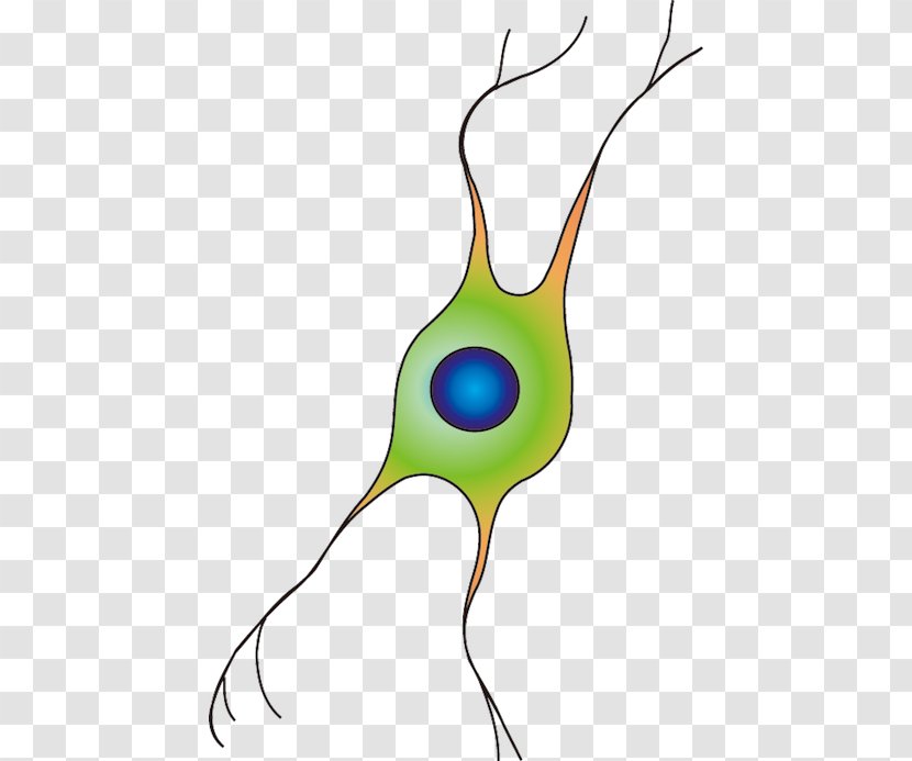 Oligodendrocyte Clip Art Database Center For Life Science Cell - Astrocyte - Thumbnail Transparent PNG