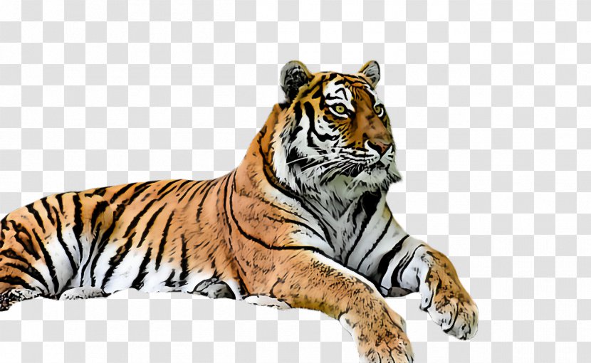 Tiger Wildlife Bengal Siberian Whiskers Transparent PNG