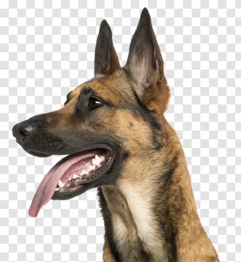 German Shepherd Dog Breed Malinois Belgian King - Teacup Dogs Agility Association Transparent PNG