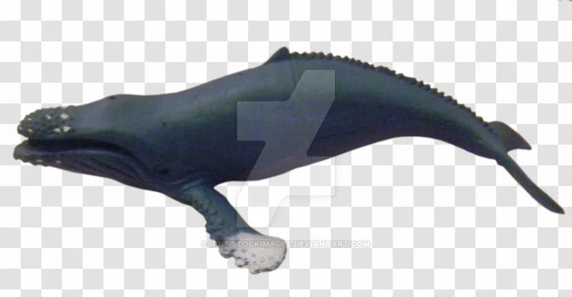 Porpoise Cetaceans Dolphin Animal - Humpback Whale Transparent PNG