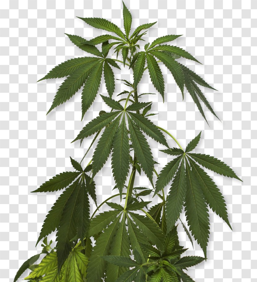 Cannabis Sativa Marijuana Cannabidiol Medical - Hemp Transparent PNG