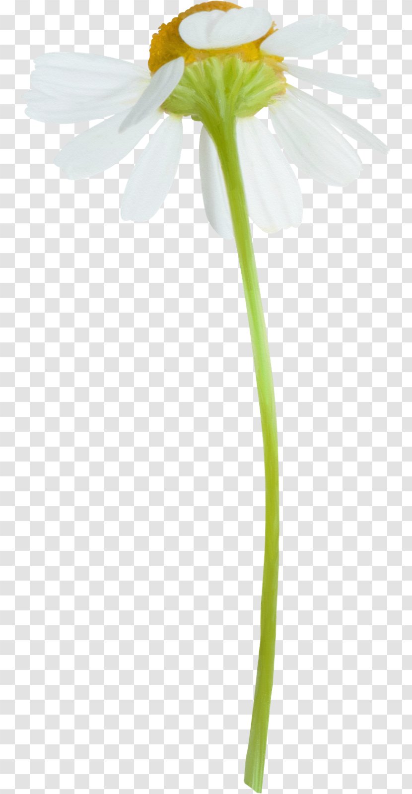 German Chamomile Plant Tripleurospermum - Matricaria Transparent PNG