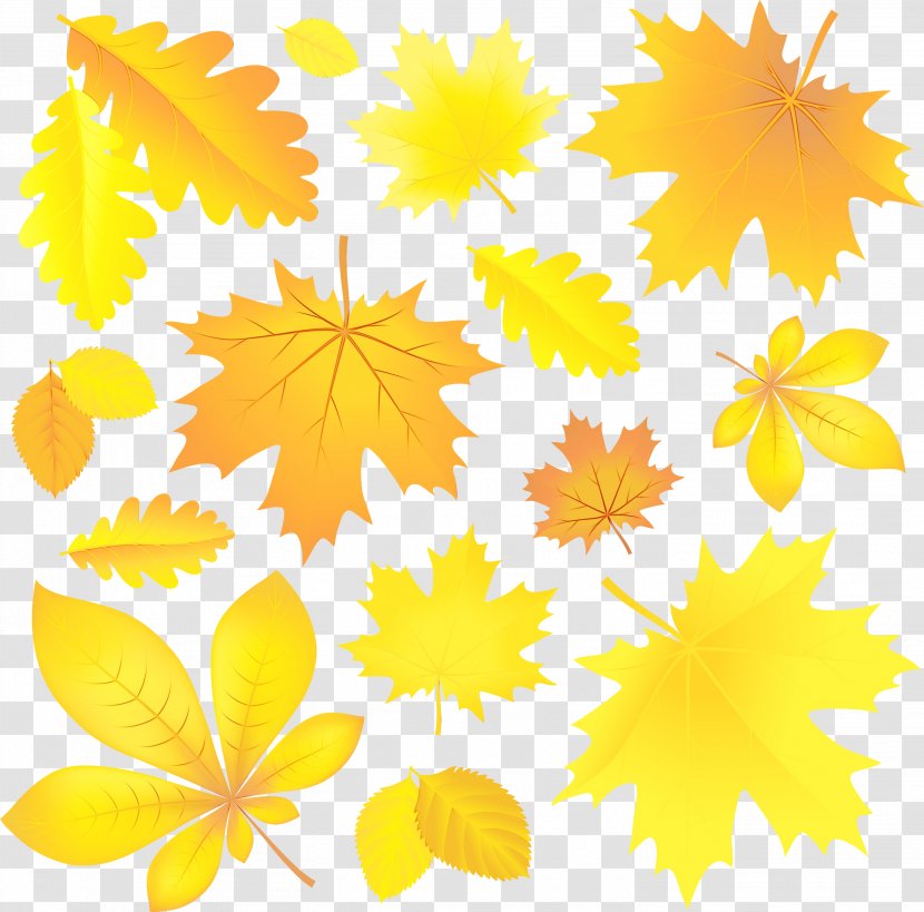 Autumn Leaves Watercolor - Flower - Tree Transparent PNG