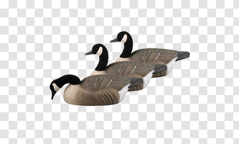 Duck Canada Goose Mallard Decoy Transparent PNG